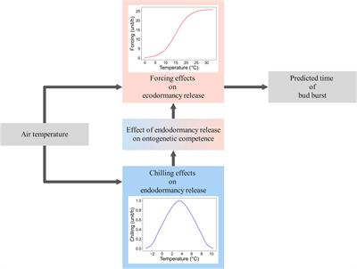 Bud endodormancy – a familiar but still unknown key adaptive trait in extratropical woody plants